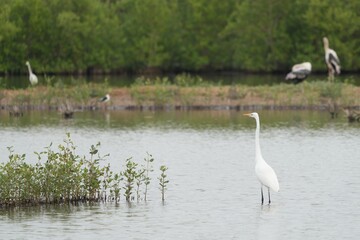 Birds in nature at Bangpoo Air Base, Samut Prakan Province, Thailand