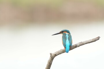 Birds in nature at Bangpoo Air Base, Samut Prakan Province, Thailand