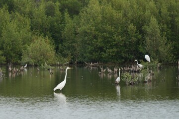 Birds in nature at Bangpoo Air Base, Samut Prakan Province, Thailand