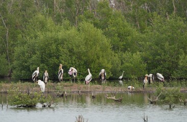 Birds in nature at Bangpoo Air Base, Samut Prakan Province, Thailand