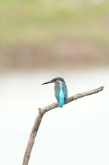 Birds in nature at Bangpoo Air Base, Samut Prakan Province, Thailand