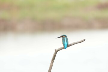 Birds in nature at Bangpoo Air Base, Samut Prakan Province, Thailand