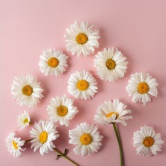 Obraz premium Minimal Styled Concept: White Daisy Chamomile Flowers on Pale Pink Background for Creative Inspiration