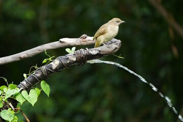 Birds in nature at Bangpoo Air Base, Samut Prakan Province, Thailand