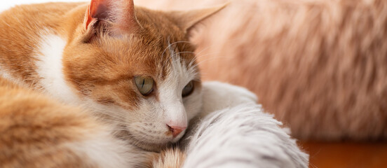 窓辺でくつろぐ可愛い猫　茶トラ白