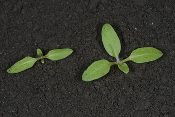 Bilsenkraut, Hyposcyamus niger