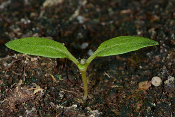 Bilsenkraut, Hyposcyamus niger