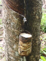 Close up of a bowl collecting sap droplets from tapping a rubber tree filled to capacity