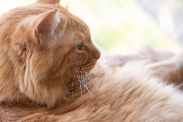 窓辺でくつろぐ可愛い猫　茶トラ猫	