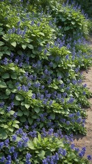 Obraz premium A carpet of bugleweed with blue flowers and green leaves adds texture to the garden, bugle weed, emerald green, foliage carpet