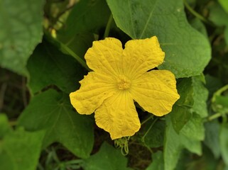 Sponge gourd flower yellow and green plant