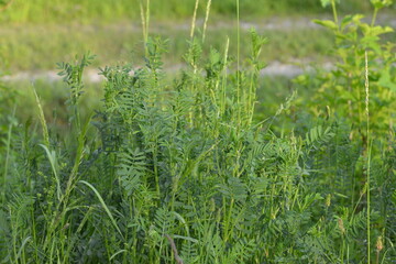 Saat-Esparsette,  Onobrychis viciifolia