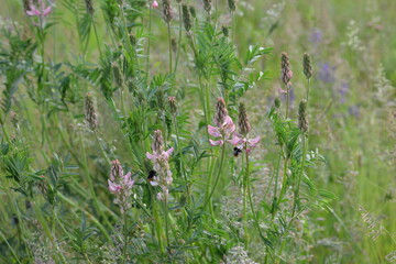 Saat-Esparsette,  Onobrychis viciifolia