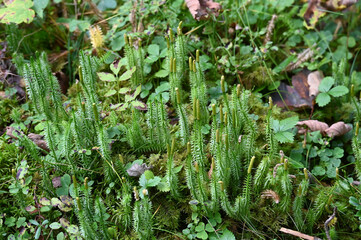 Sprossender Bärlapp,  Lycopodium annotinum