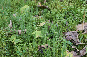 Sprossender Bärlapp,  Lycopodium annotinum