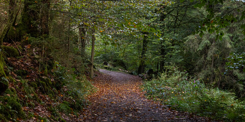 Wanderweg im mystischen, herbstlichen Polenztal in der Sächsischen Schweiz 1