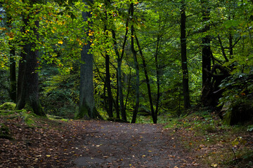 Wanderweg im mystischen, herbstlichen Polenztal in der Sächsischen Schweiz 2