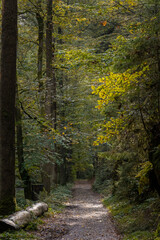Wanderweg im mystischen, herbstlichen Polenztal in der Sächsischen Schweiz 3