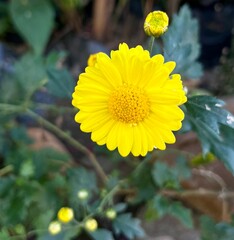 Marigold flower in the garden
