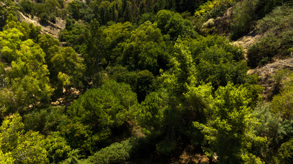 Aerial view of a forest from above.