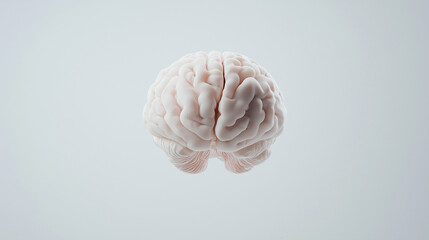 Human Brain Model:  A detailed, high-resolution image of a human brain model, showcasing its intricate structure and complexity. Perfect for medical, scientific, or educational purposes.