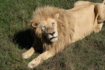 Lion, Grass, Africa - Majestic White Lion Resting in African Savanna
