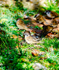 little sparrow on the ground