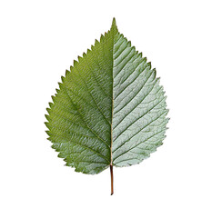 green leaf isolated on white background detailed veins