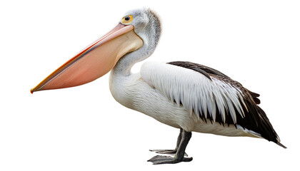 Australian pelican bird wildlife photography isolated transparent background