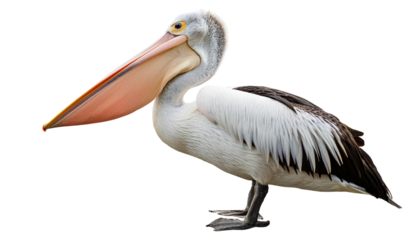 Australian pelican bird wildlife photography isolated transparent background