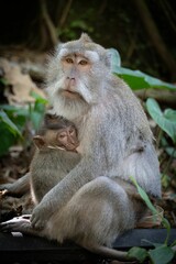 Close-up of a tender moment between a mother monkey breastfeeding her baby in a lush forest setting.