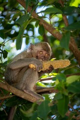 Young monkey eating corn on a tree branch surrounded by lush green leaves in a forest setting.