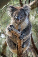 Koala perches on a tree branch in its natural habitat against a soft focus background.