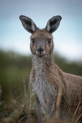 Close-up of a young kangaroo in a natural setting, showcasing its curious expression and soft fur.
