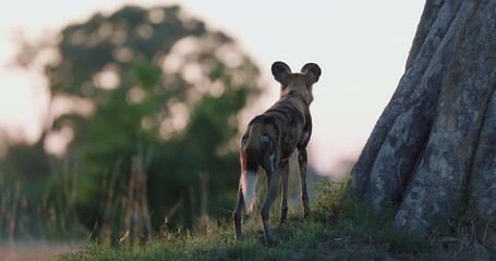 Close-up of an African Wild Dog looking into the distance and sits down against a tree at sunset