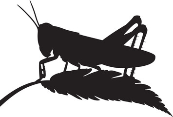 grasshopper on the ground