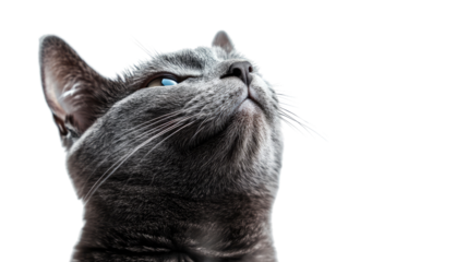 Curious Gray Cat with Striking Blue Eyes: An intimate portrait of a gray cat with piercing blue eyes, looking up with a curious expression.