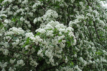 Innumerable white flowers of one-seed hawthorn in mid May