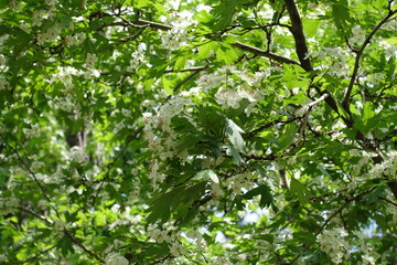 Many white flowers in the leafage of one-seed hawthorn in mid May