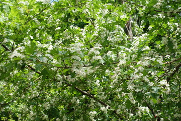 Numerous white flowers in the leafage of one-seed hawthorn in mid May