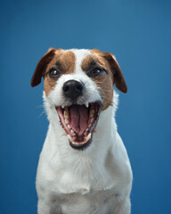 A Jack Russell Terrier appears to be laughing, with its mouth wide open, against a blue background. The dog's playful and happy expression is contagious and full of joy.