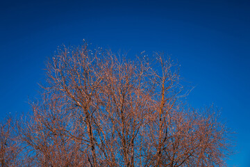 Winter tree and blue sky in tibet,China