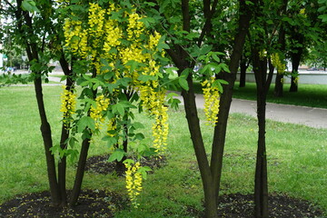 common laburnum bushes in bloom in May