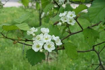 Close shot of white flowers of Crataegus submollis in mid May