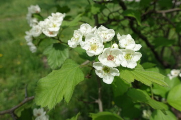 Macro of white flowers of Crataegus submollis in mid May