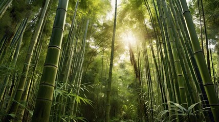 Fototapeta premium Sunlight Through Bamboo Forest: A tranquil and serene scene of towering bamboo stalks reaching for the sky, sunlight filtering through their leaves and creating a sense of peace and serenity.