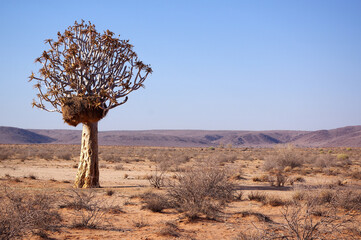 Aloidendron dichotomum en Namibie 