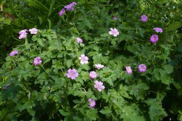 Pink flowers in the leafage of French cranesbill in May