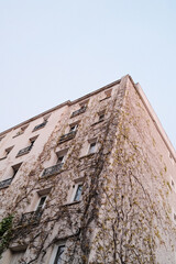 Fachada de edificio con ra&iacute;ces de plantas