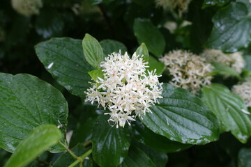 Macro of white flowers of common dogwood in June